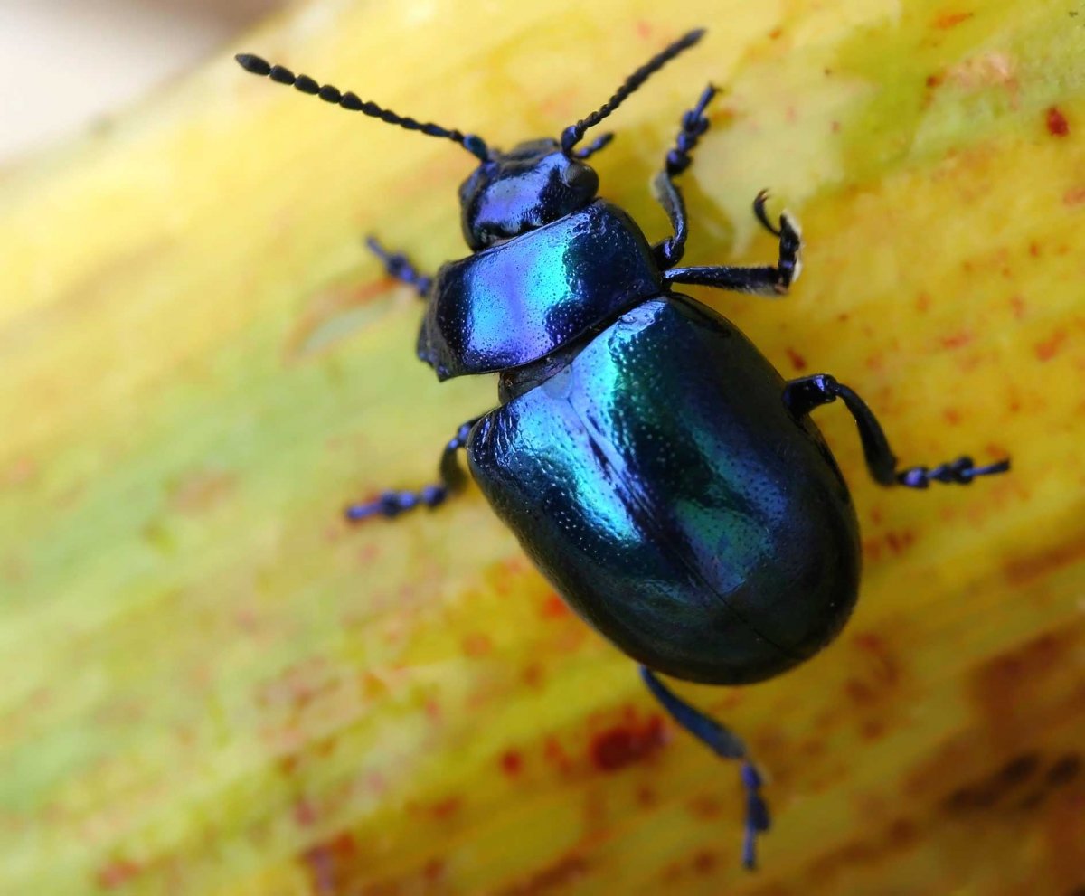 Голубой перламутровый Жук