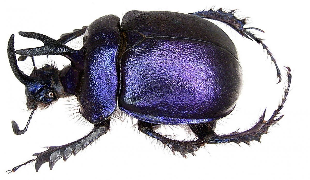 Синие жуки листоеды