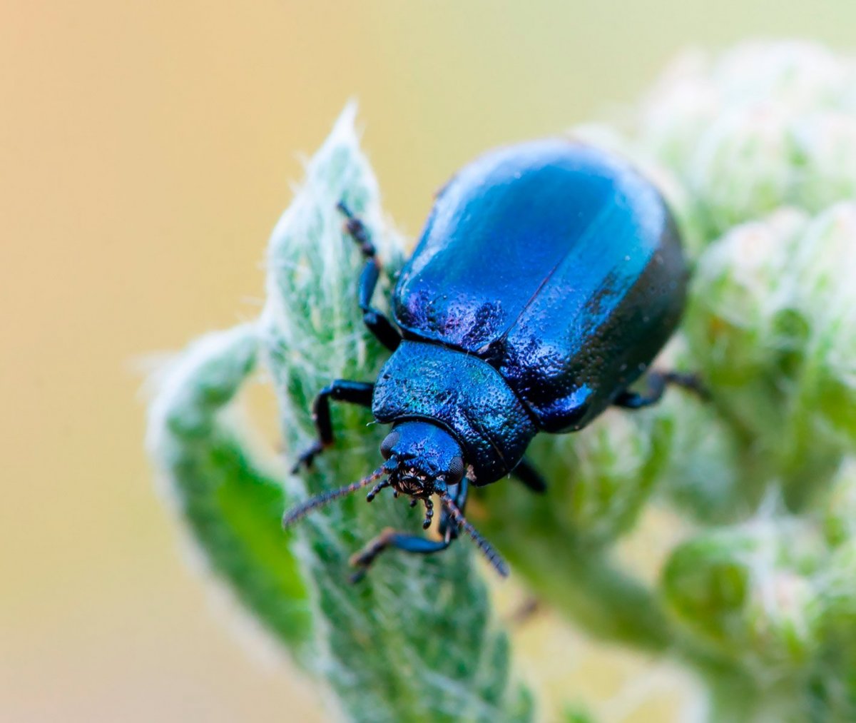 Жук фиолетового цвета