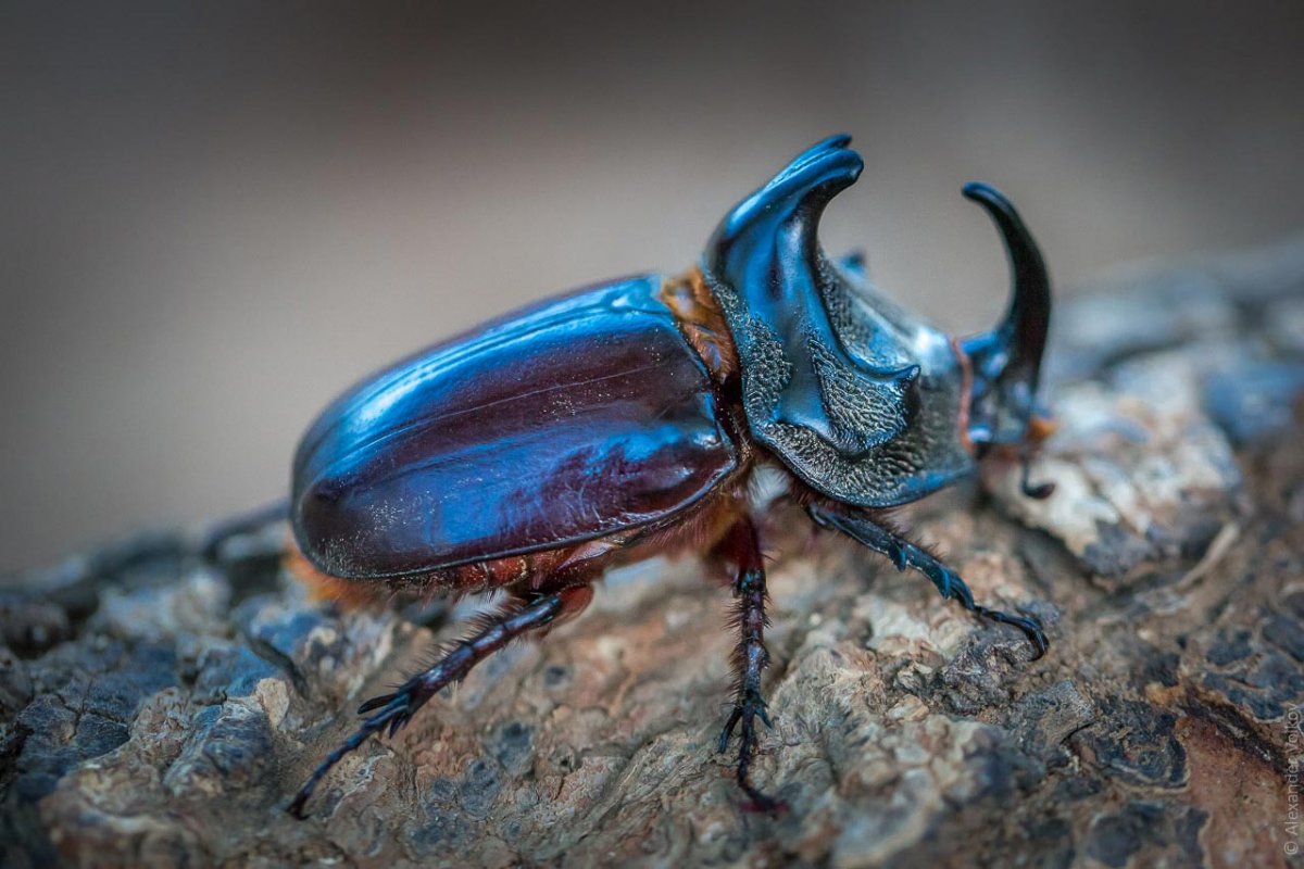 Жук Листоед ясноточный