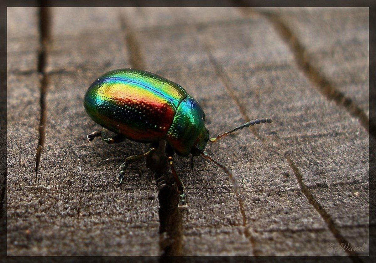Майский Жук бронзовка