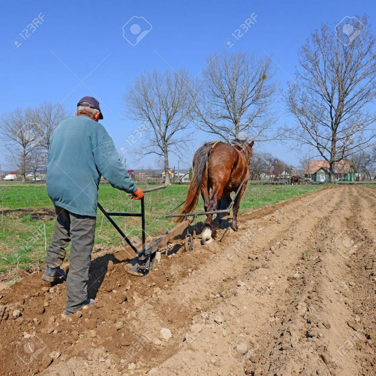 Лошадь вспахивает поле