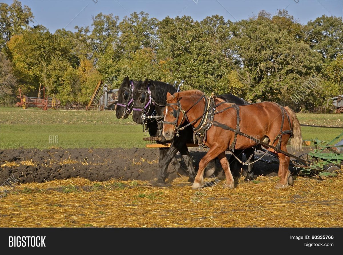 Лошадь запряженная в плуг