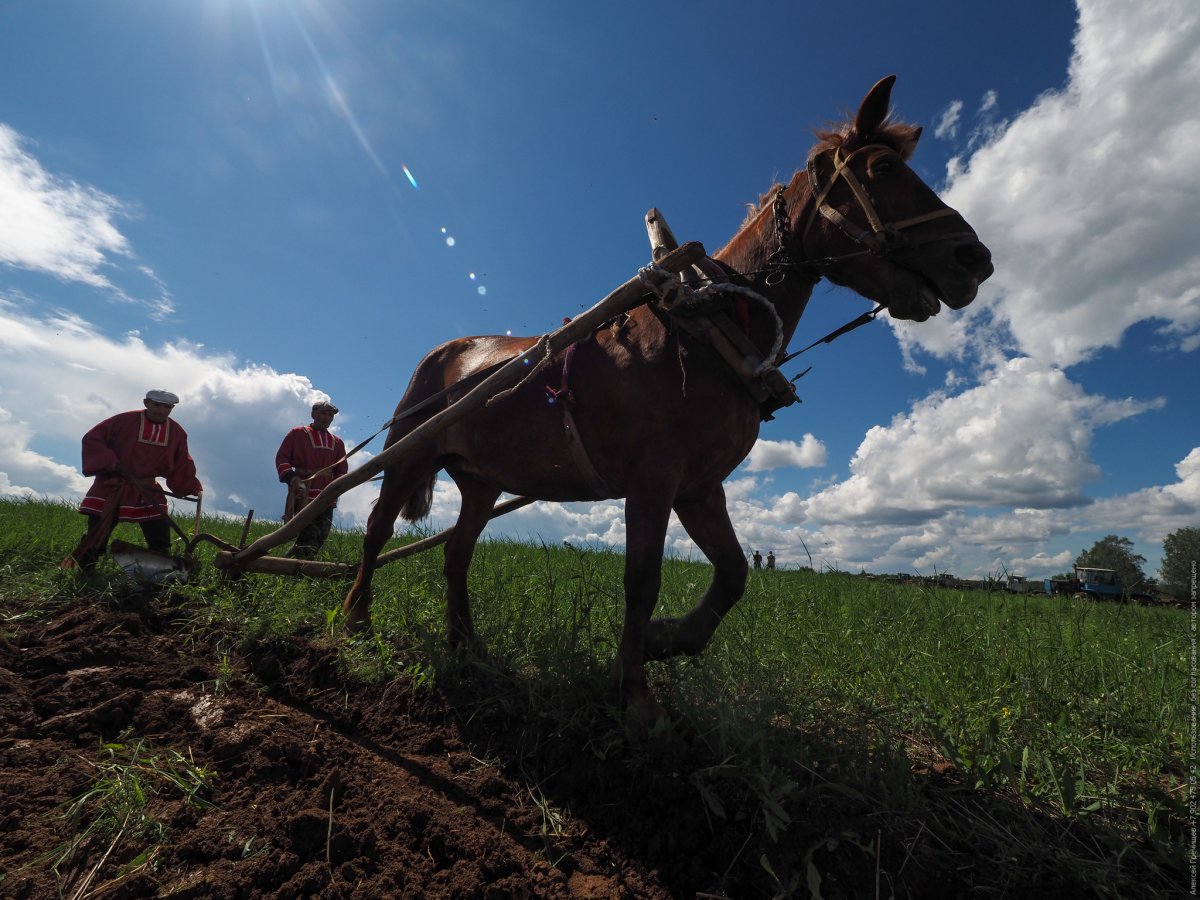 Борона с пахарем