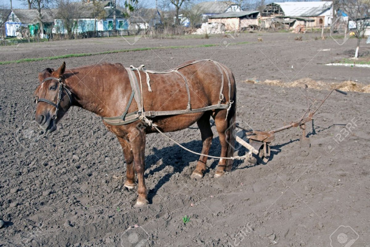Плуг для лошади