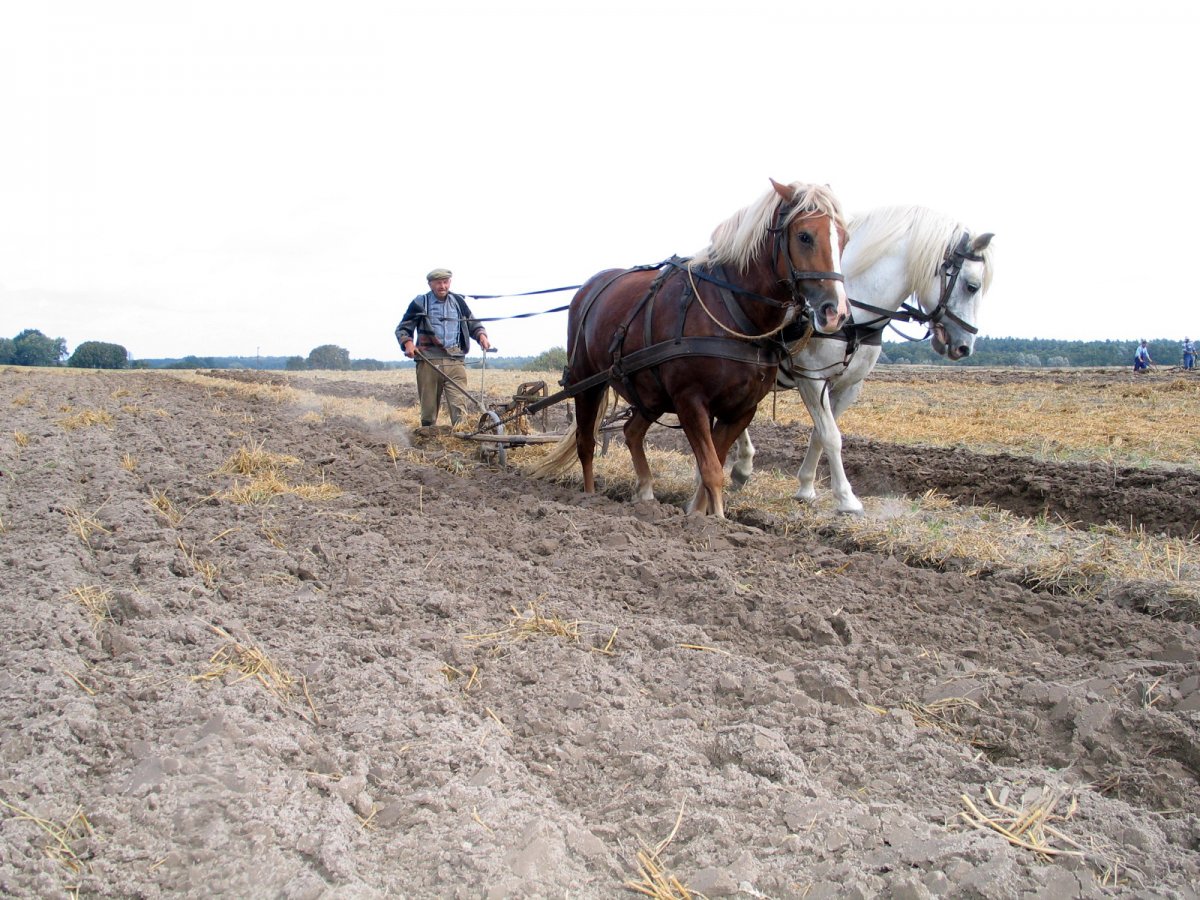 Плуг для лошади