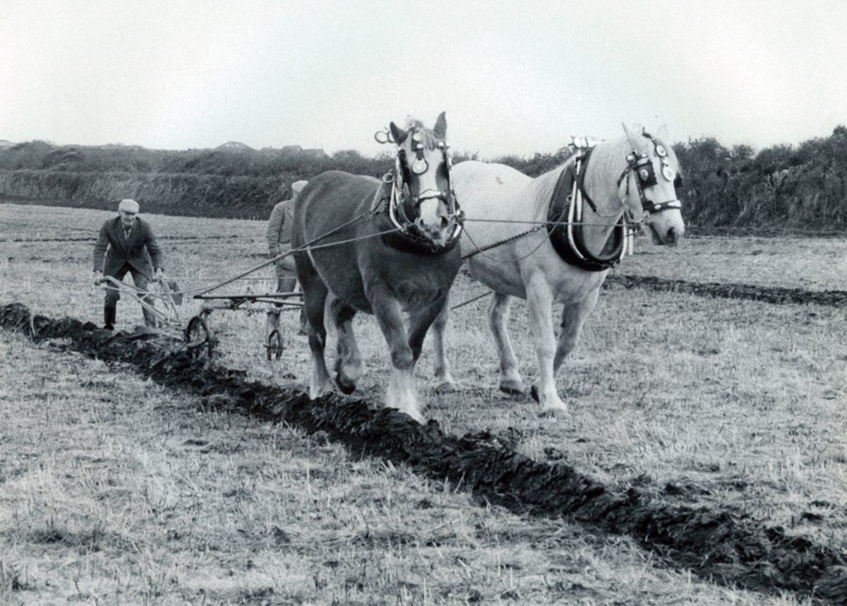 Лошадь запряженная в плуг