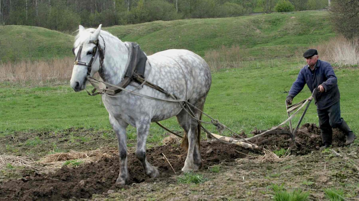 Плуг для лошади