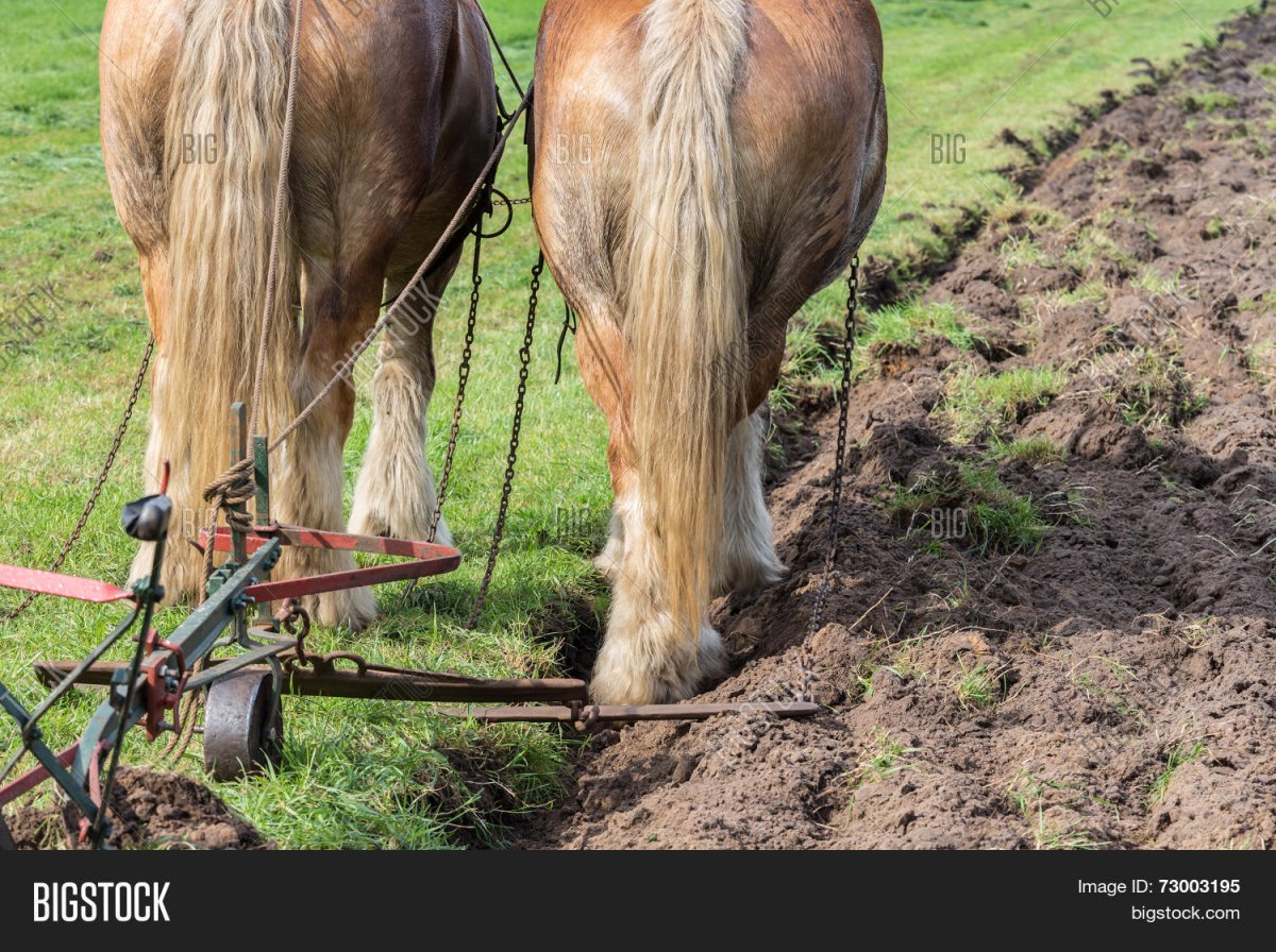 Конный плуг с лошадью