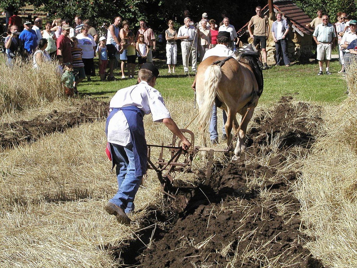 Тощая лошадь с плугом