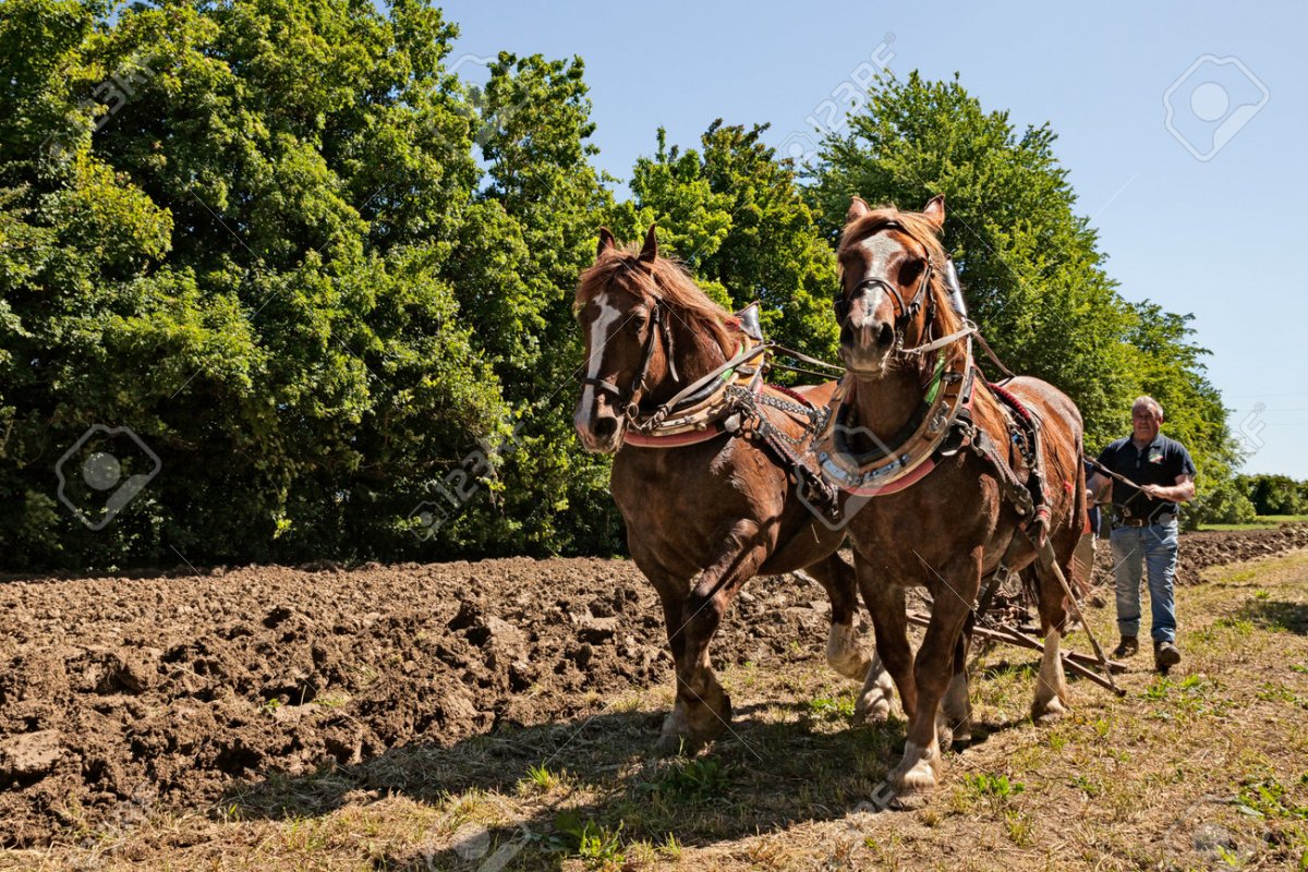 Лошадь пашет