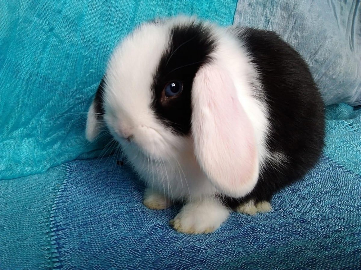 Маленькие кролики декоративные домашние