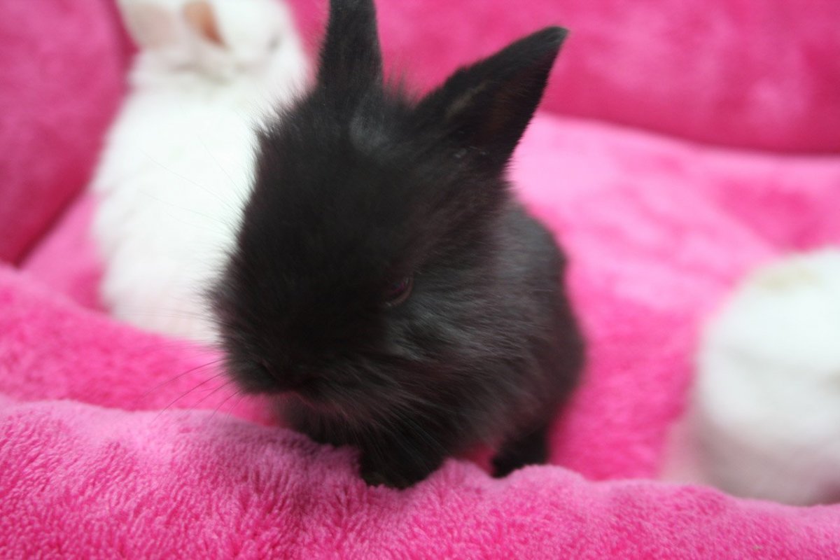 Белый зайчик