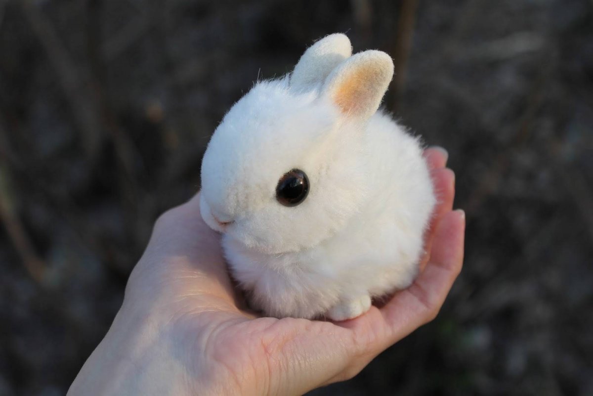 Карликовый Русак кролик белый