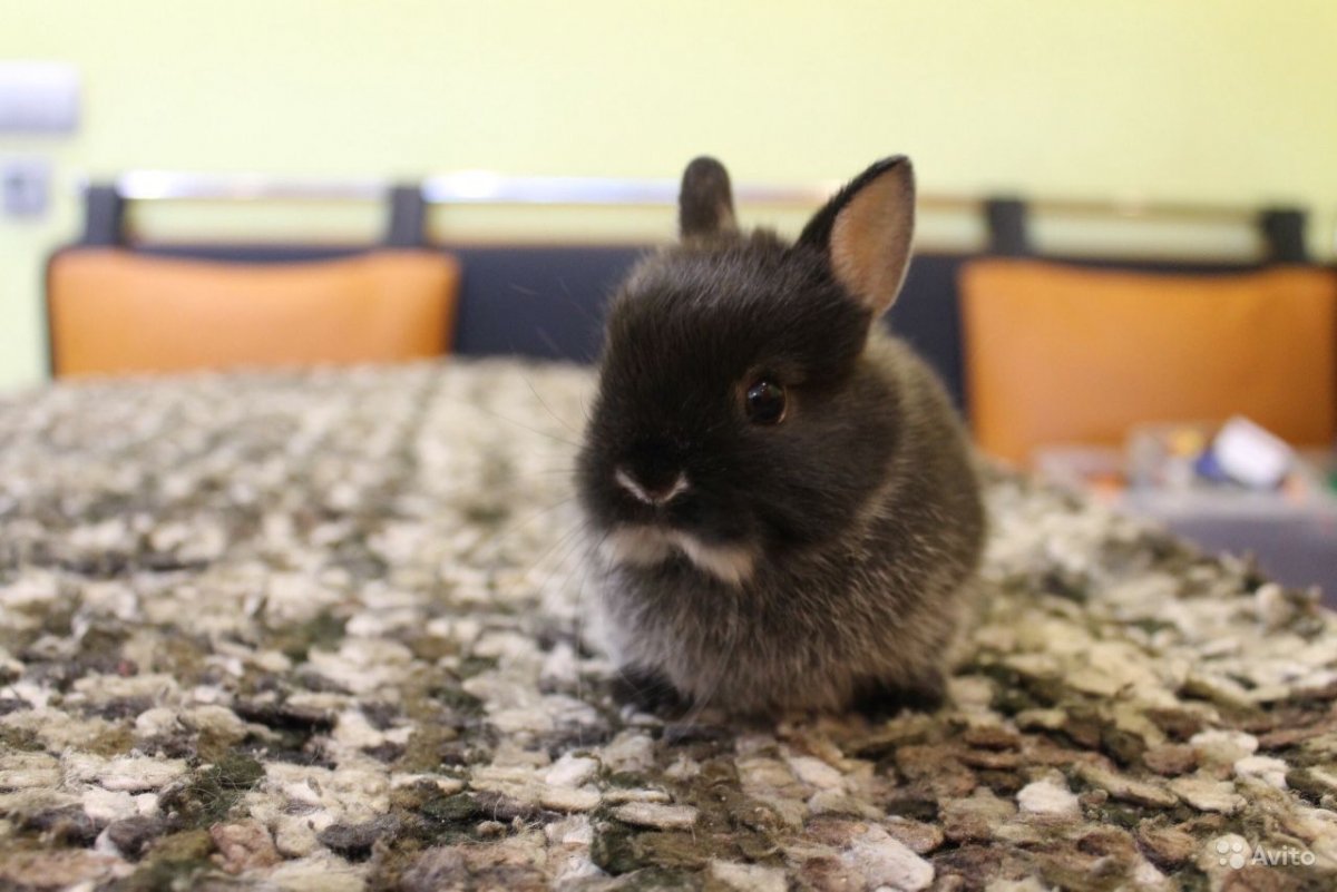 Кролик породы огонек