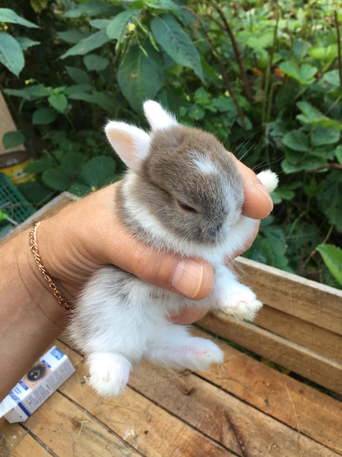 Гермелин голубоглазый кролик