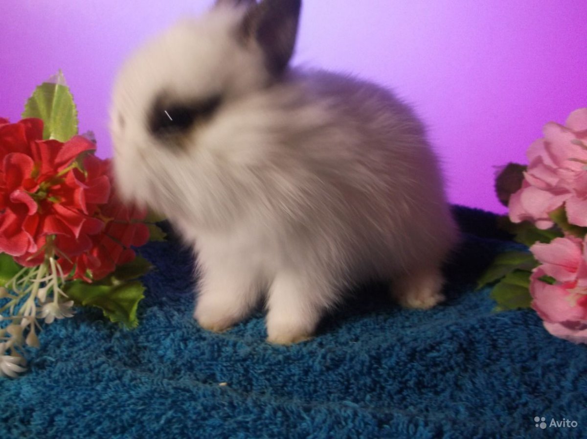 Кролик карликовый Хатун