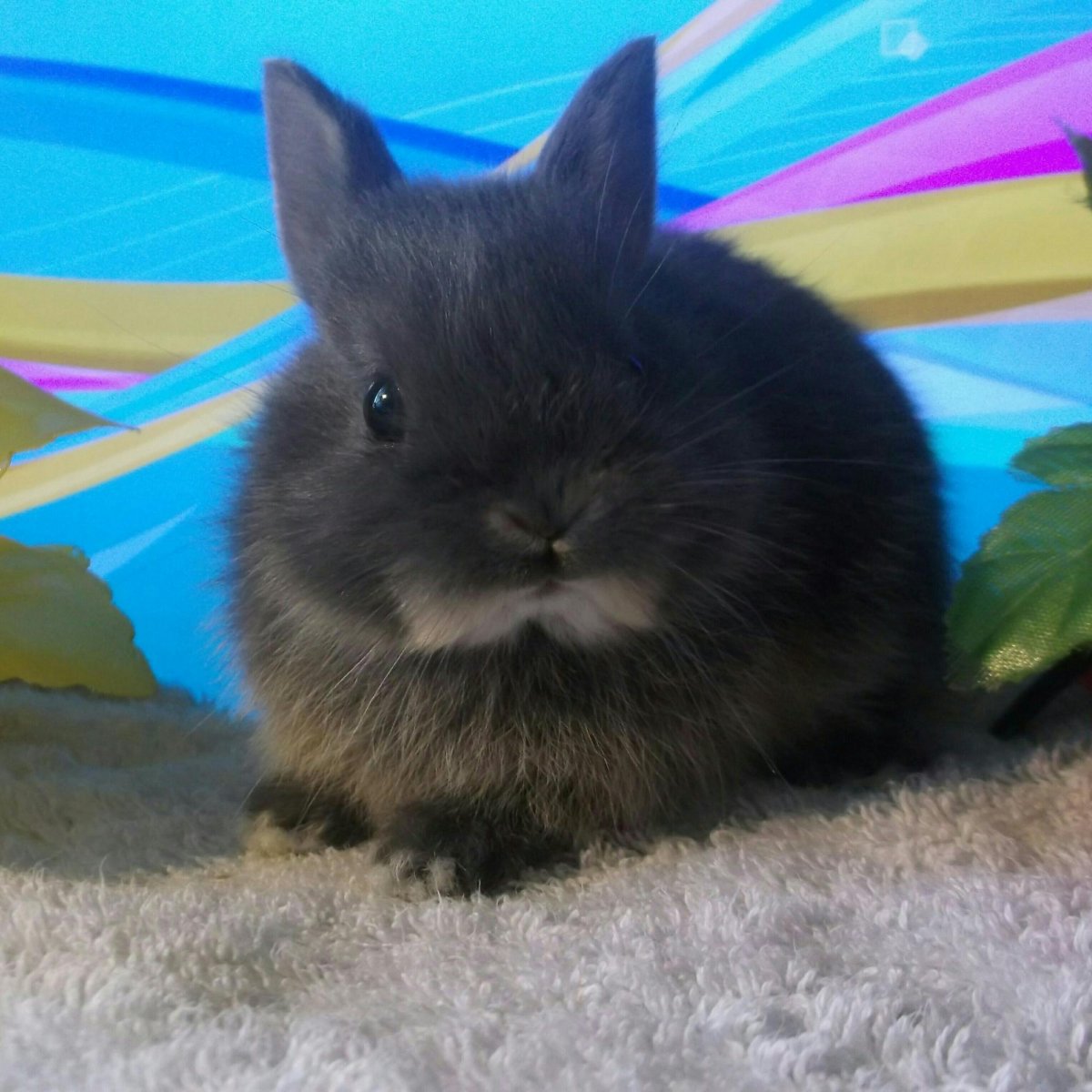 Кролик Арлекин