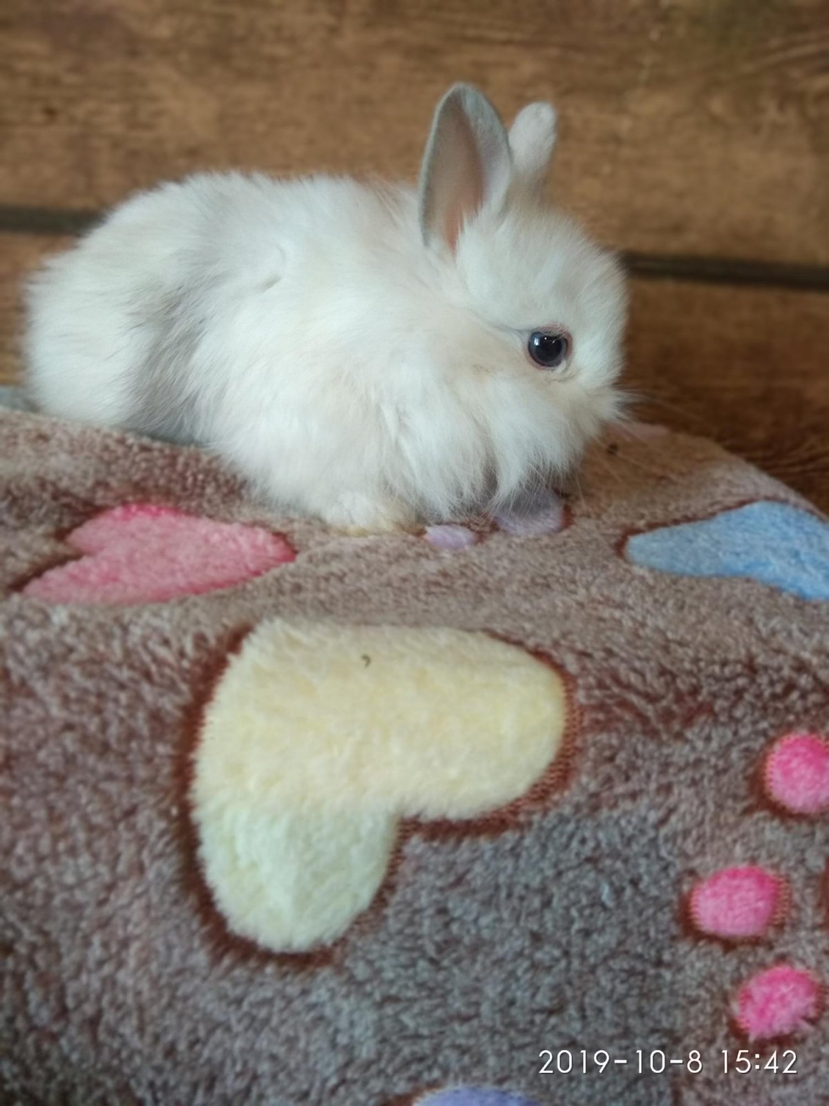 Декоративный кролик