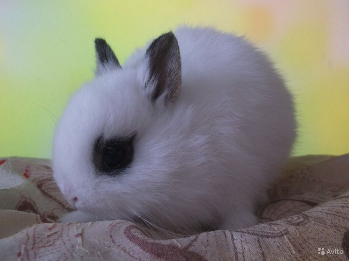 Тюрин кролик карликовый