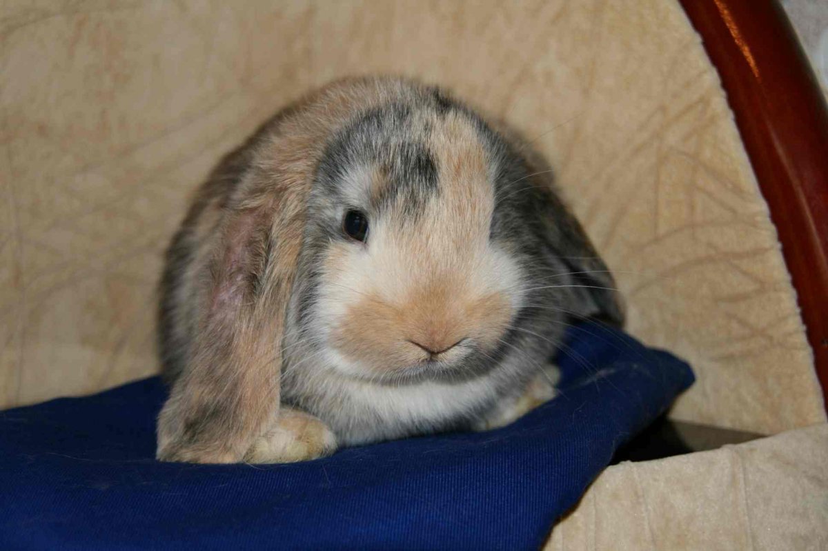 Кролик минор