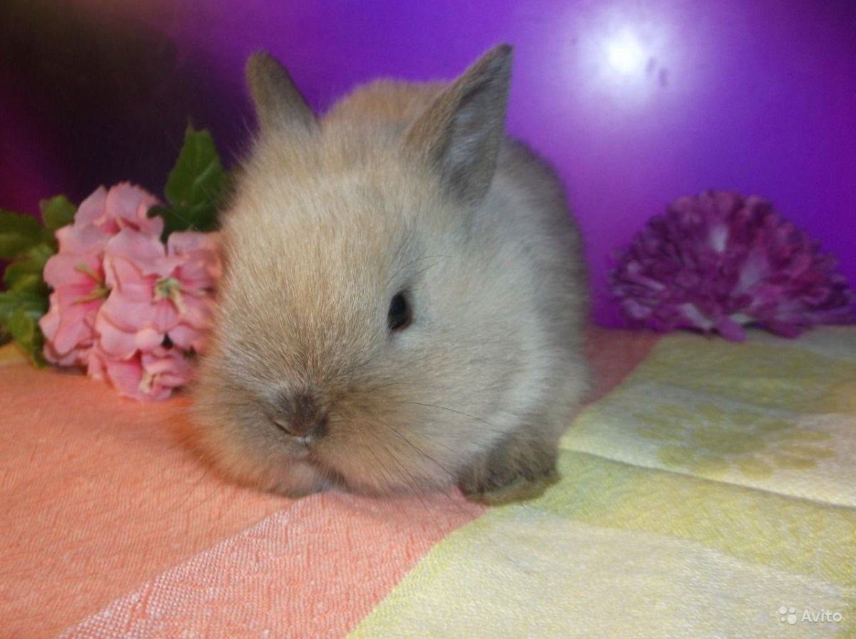 Карликовый кролик Баффи