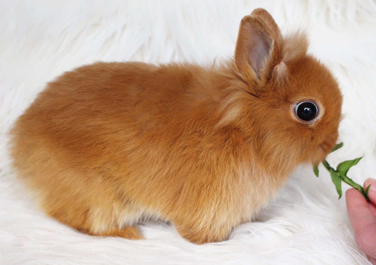 Декоративные мини кролики