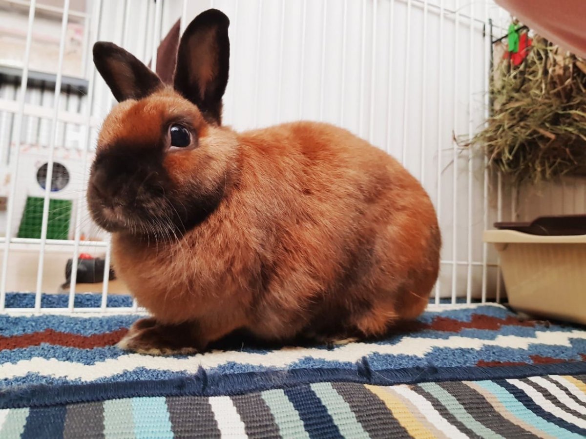 Японская порода кроликов