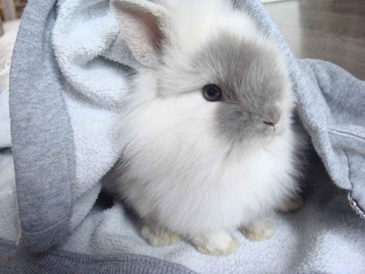 Милые обои на новый год с кроликами карликовыми