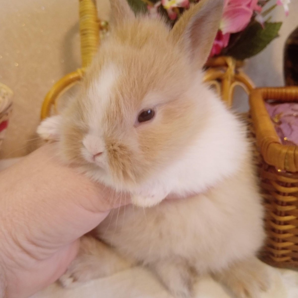 Японский карликовый кролик