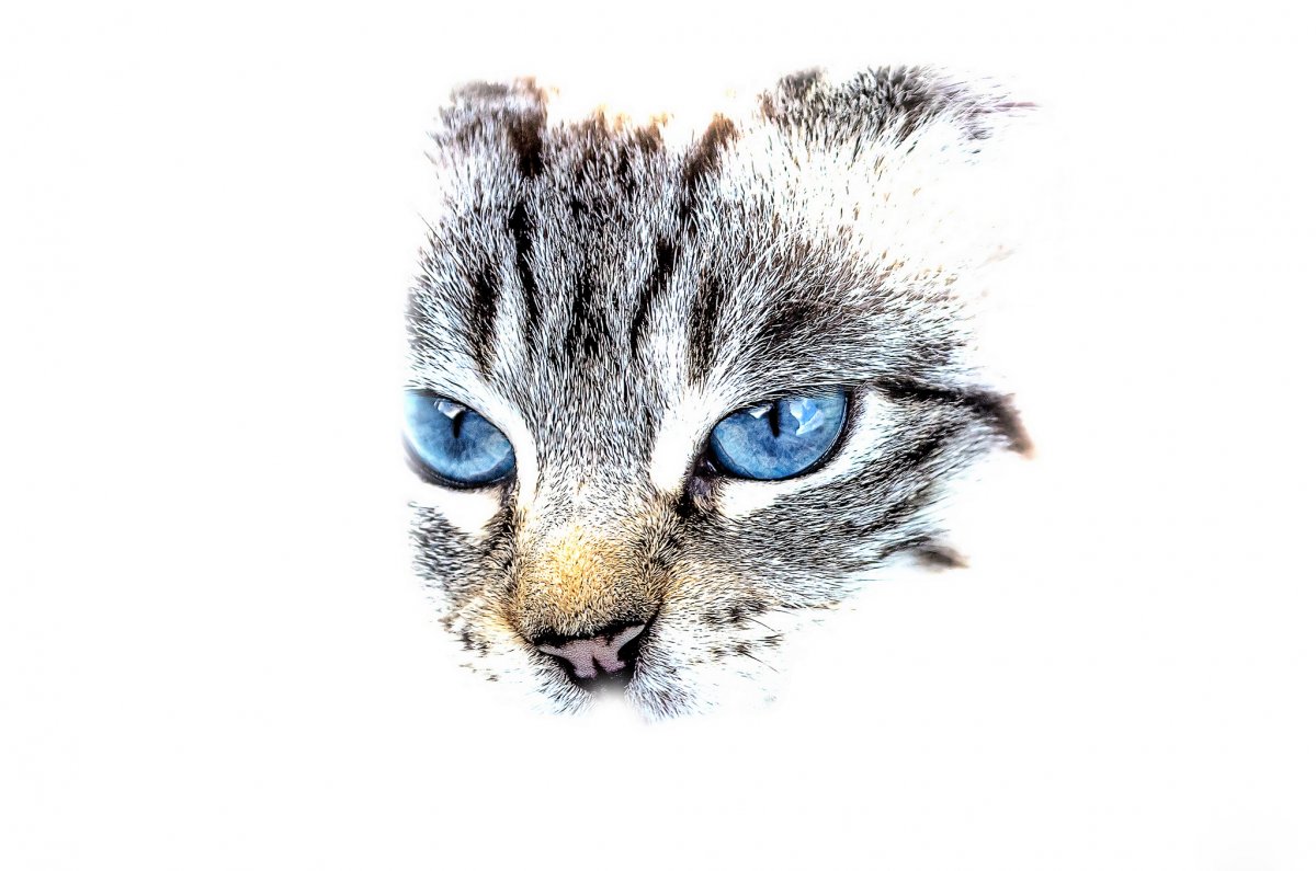 Кошка с бирюзовыми глазами