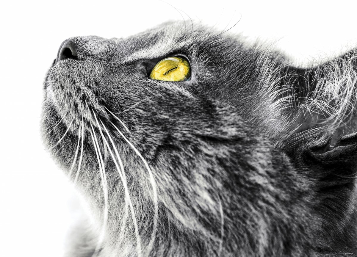 Голова кошки в профиль