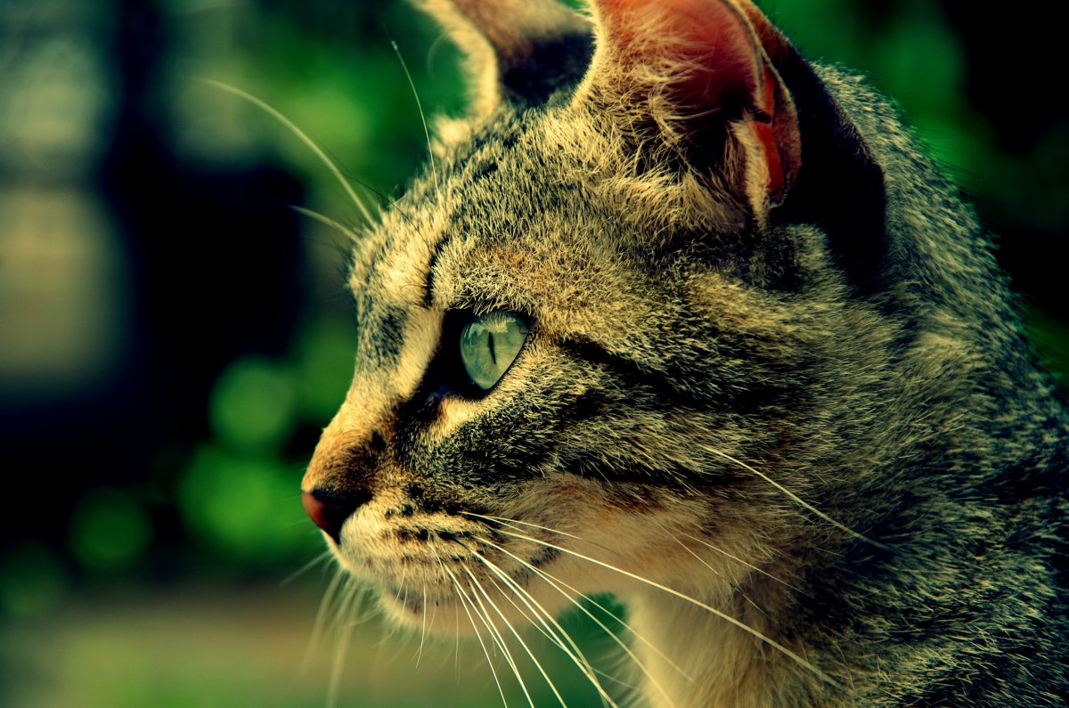 2048 X 1152 котики