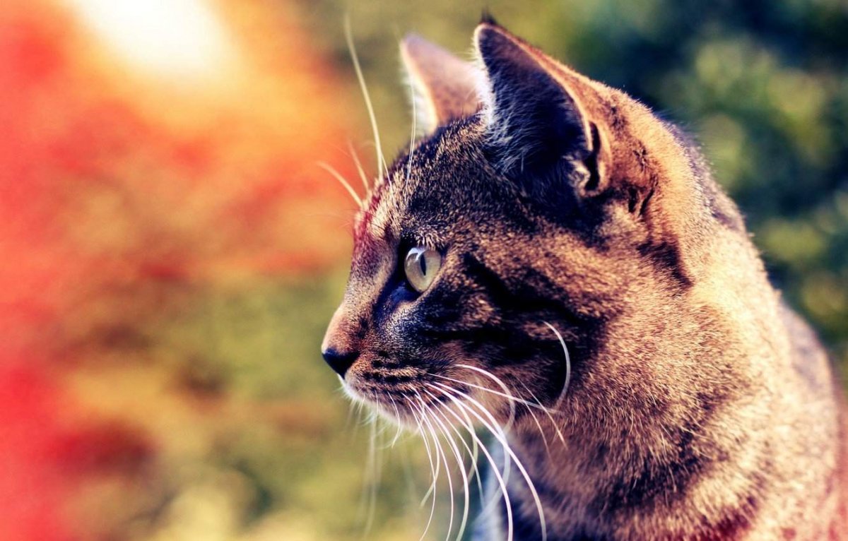 Кошка в профиль