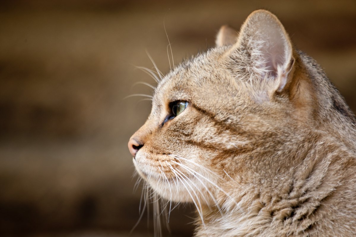 Кошачья морда сбоку