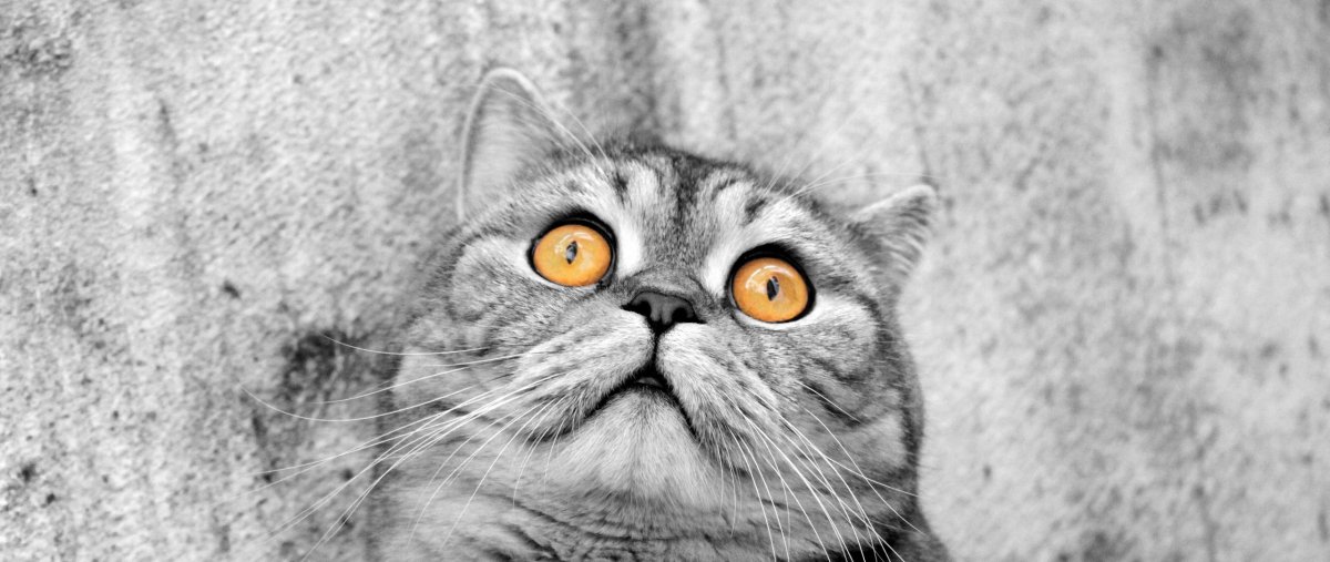 Испуганные глаза кота