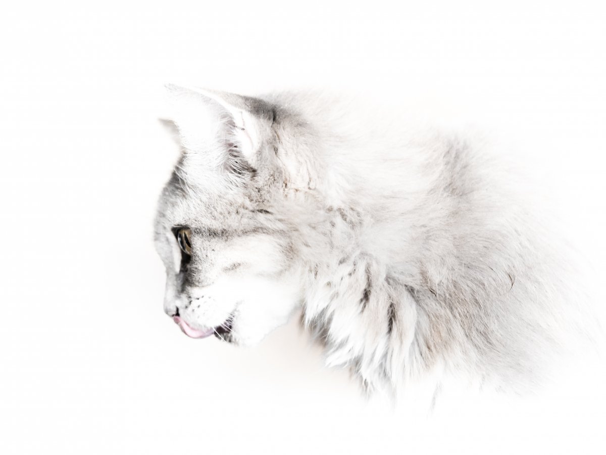 Белый кот морда на белом фоне