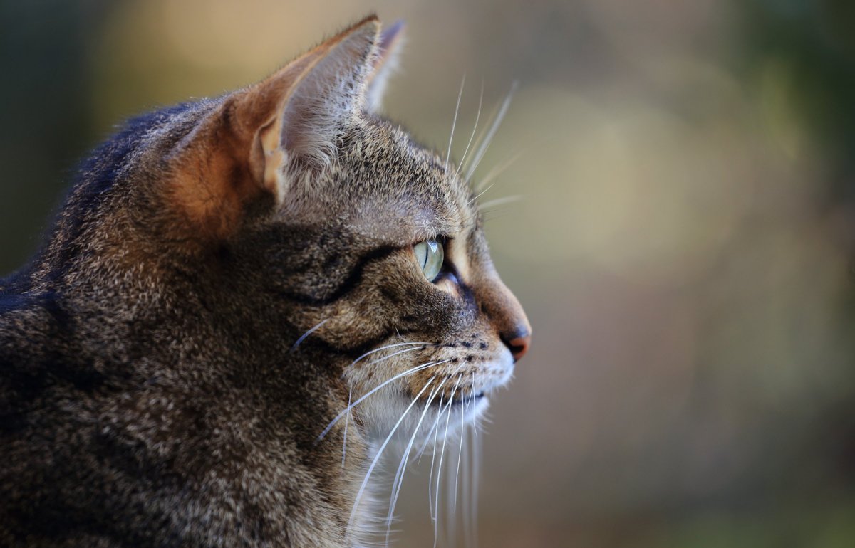 Морда кошки в профиль