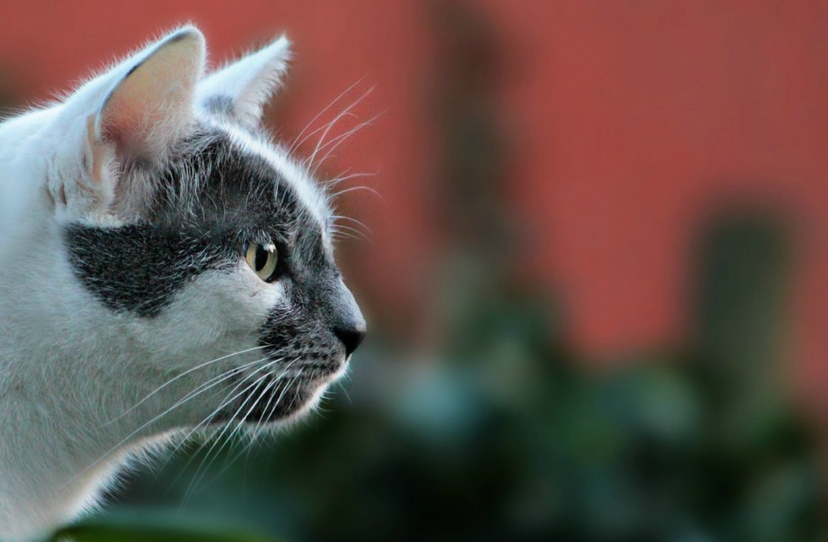 Кошачья морда в профиль