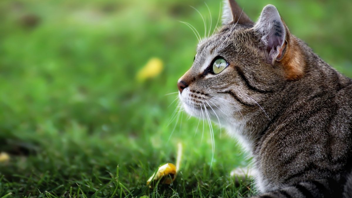 Полосатый кот в траве