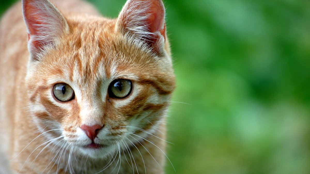 Бразильская короткошерстная кошка рыжая