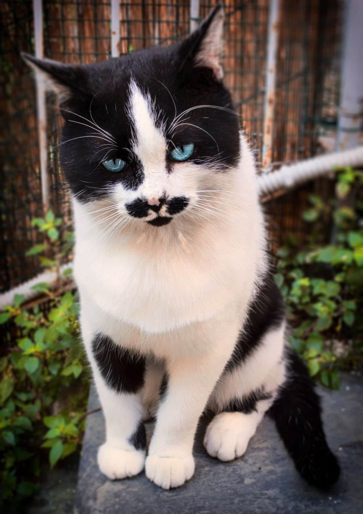 Слепая кошка Жасмин