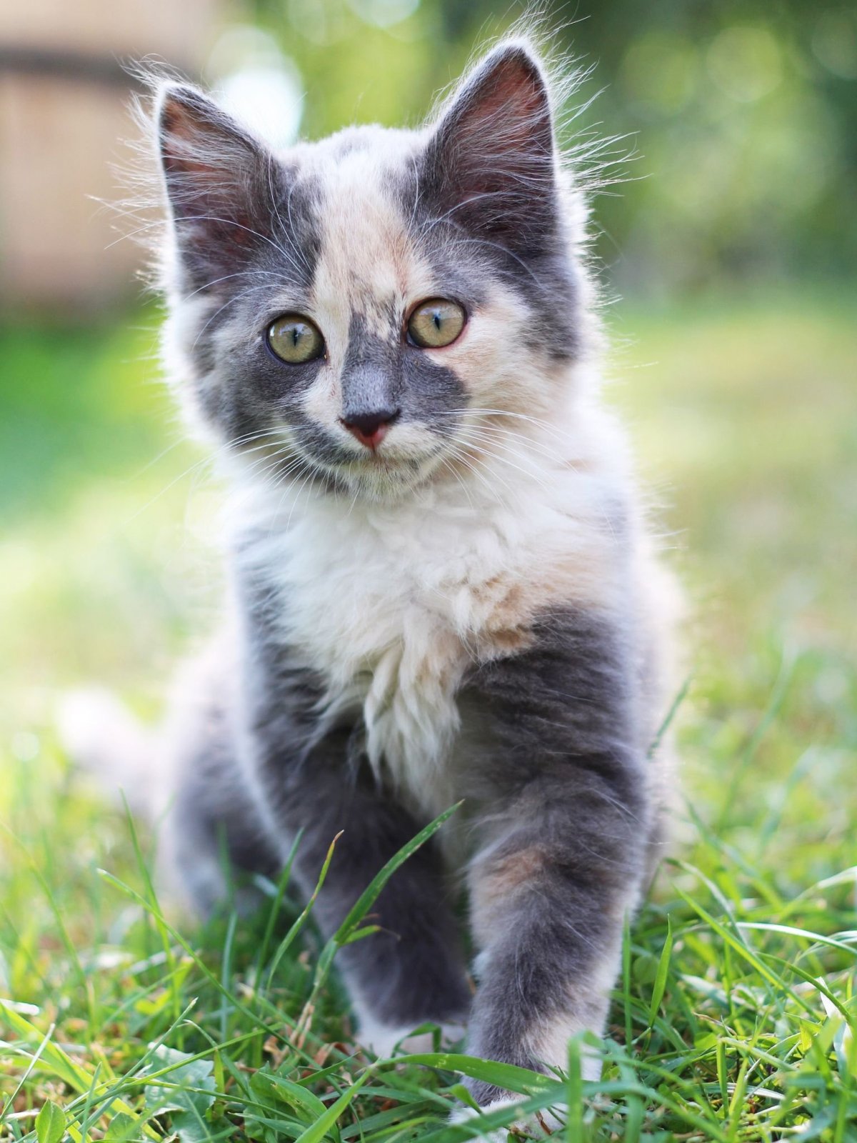 Американская короткошерстная кошка трехцветная