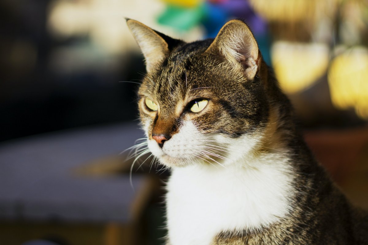 Двуликая Химера