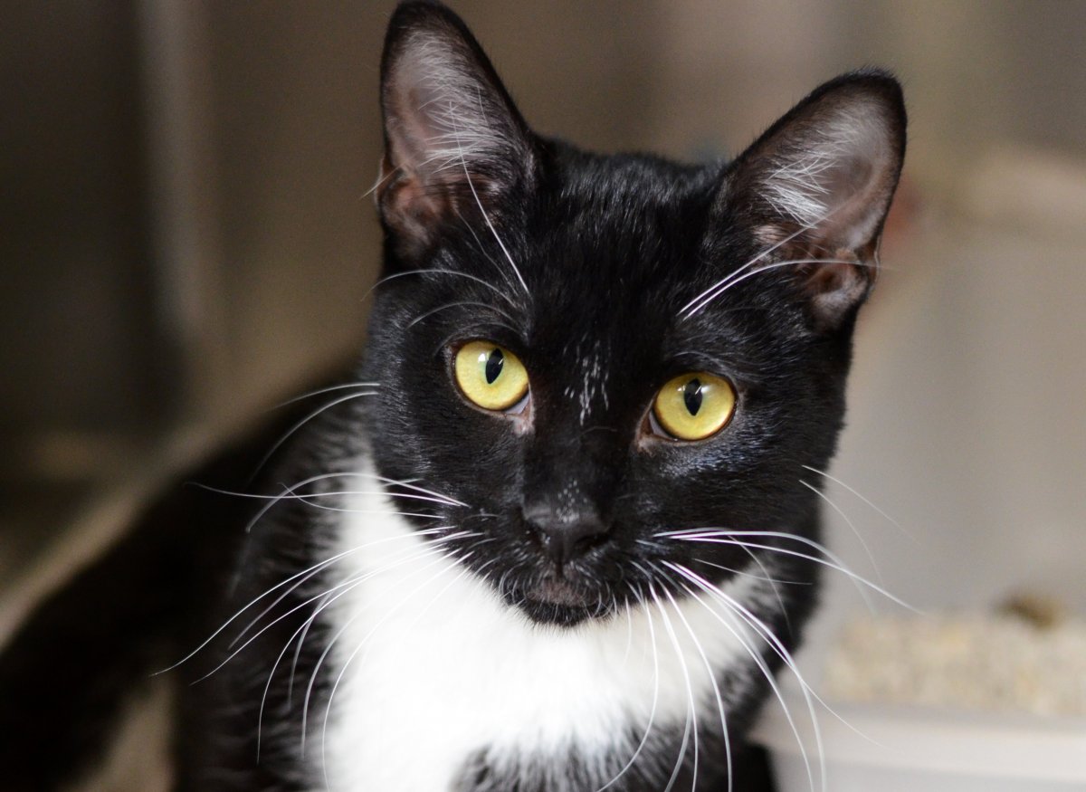 Биколор кошка