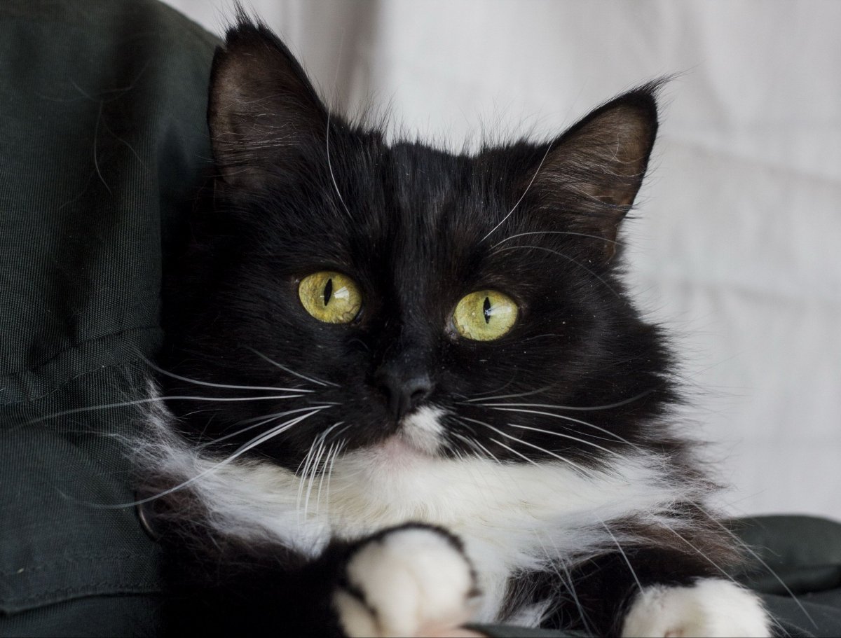 Котик с сердечками на шерсти