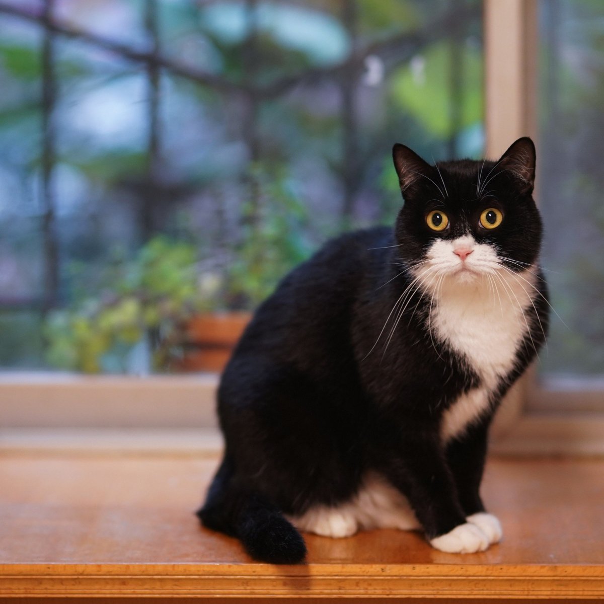 Двуликая кошка Венера