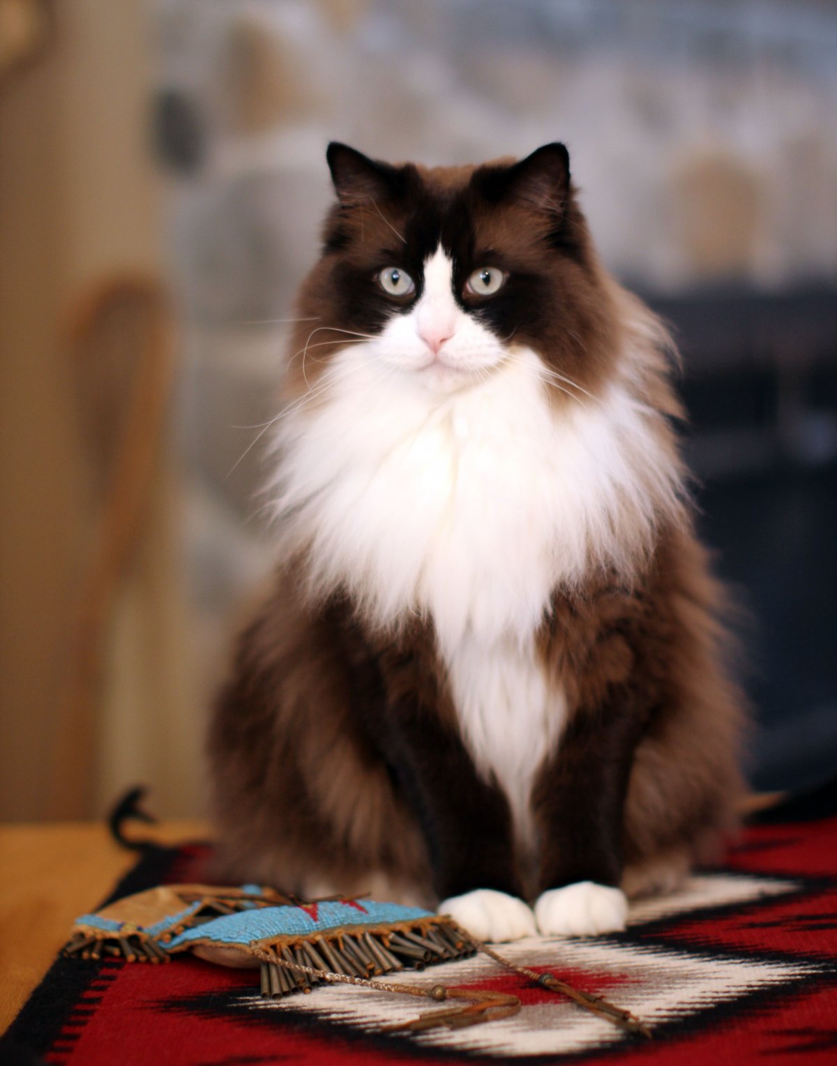 Кошка Венера Химера