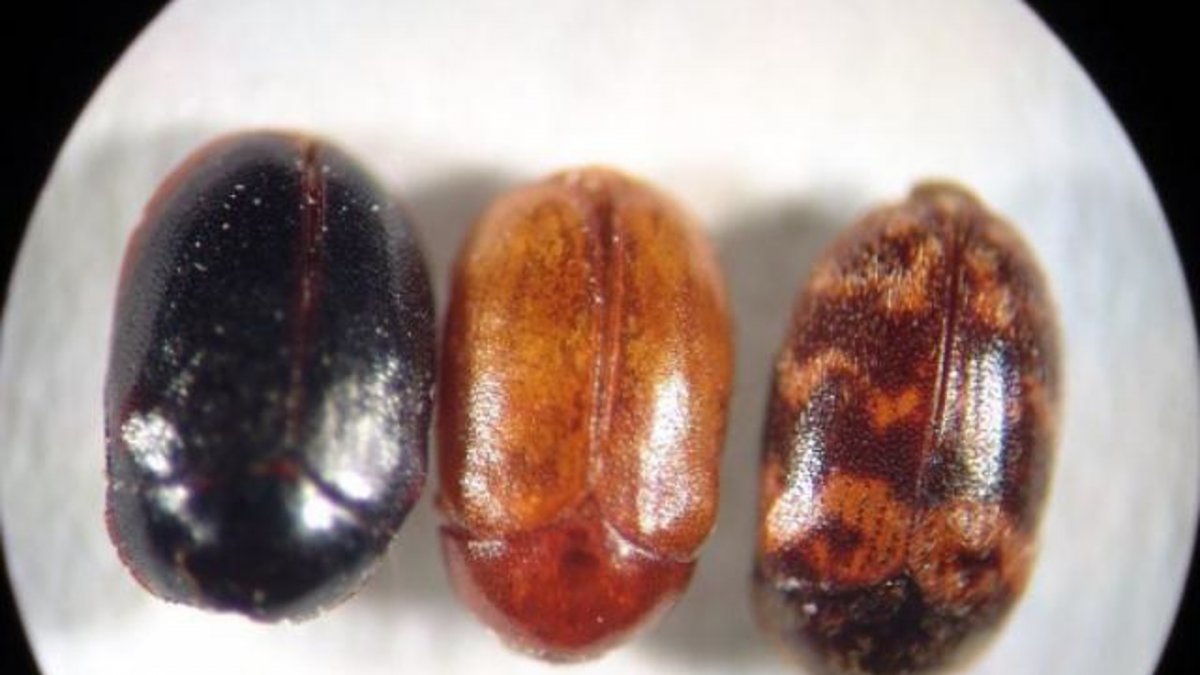 Капровый Жук Trogoderma Granarium ev