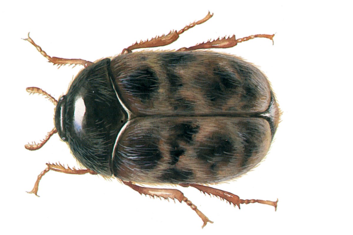 Капровый Жук фото